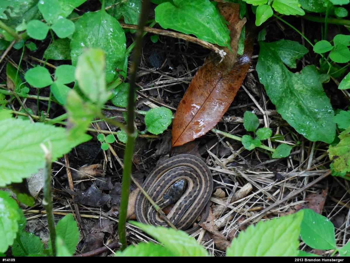 Eastern Gartersnake