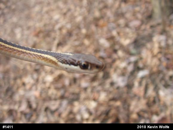 Common Ribbonsnake