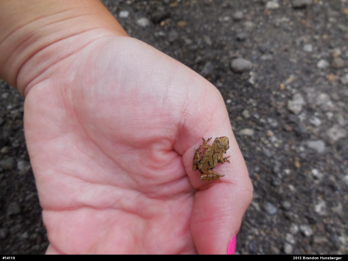 Spring Peeper