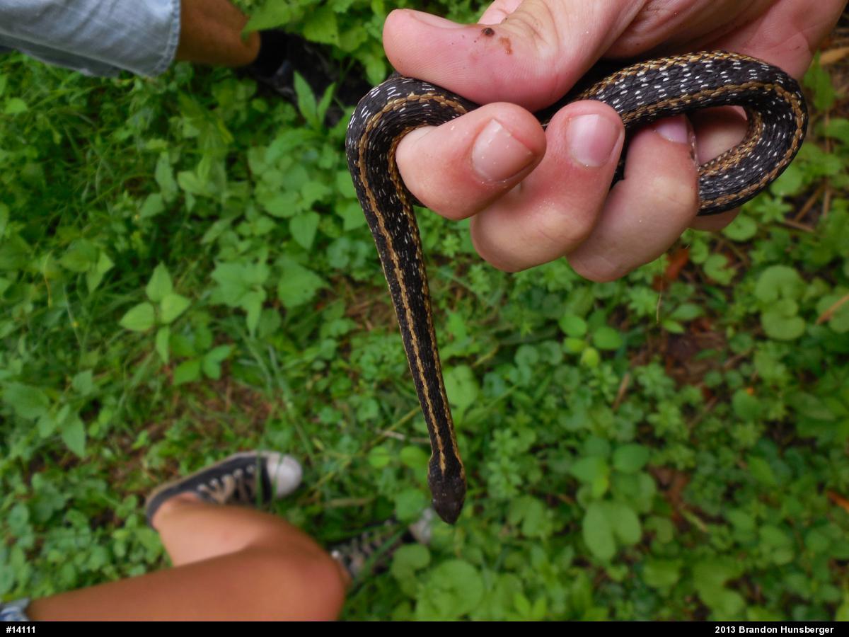 Eastern Gartersnake