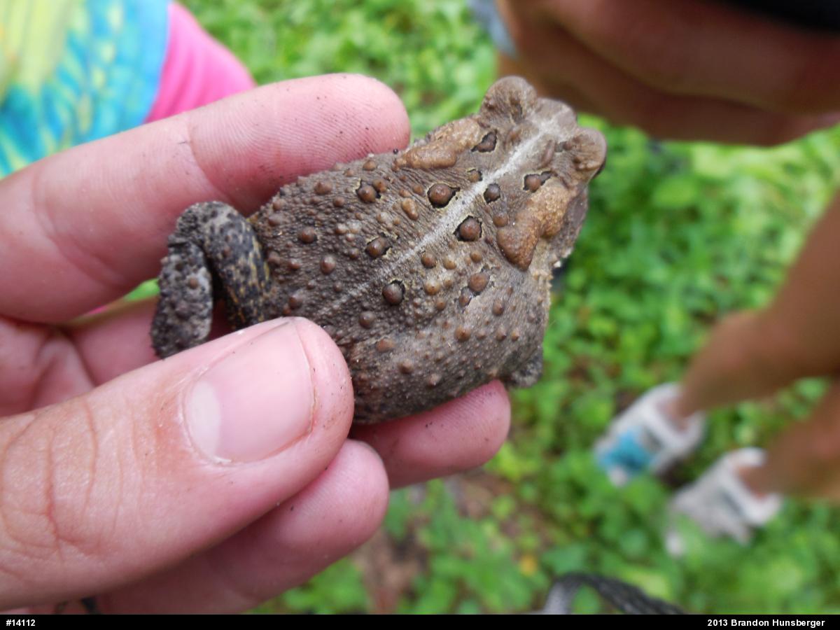 Eastern American Toad