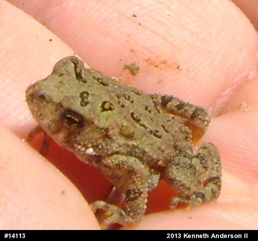 Eastern American Toad