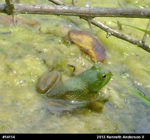 American Bullfrog