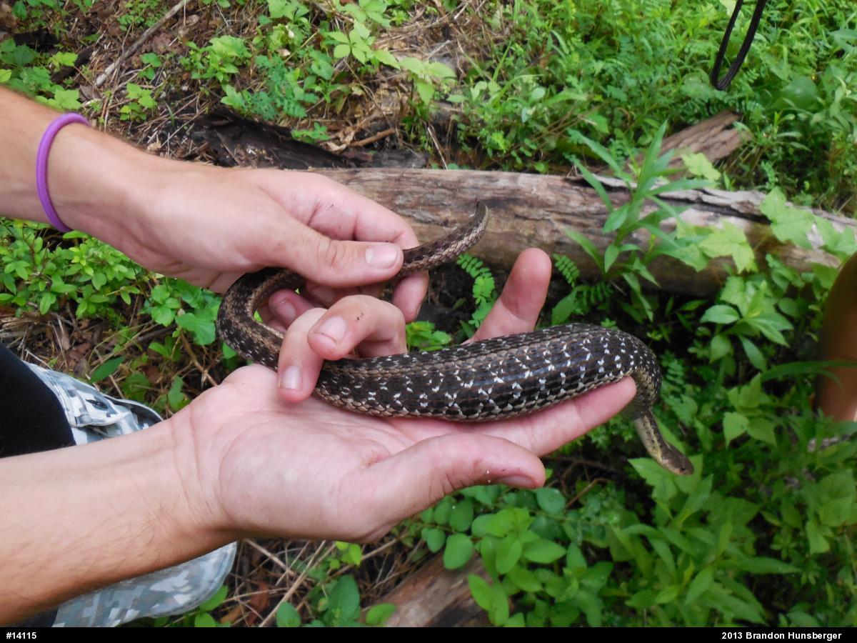 Eastern Gartersnake