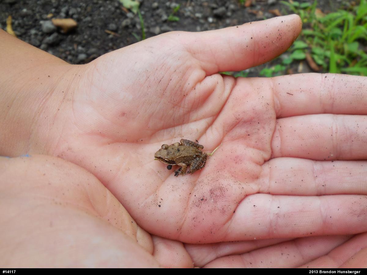 Wood Frog