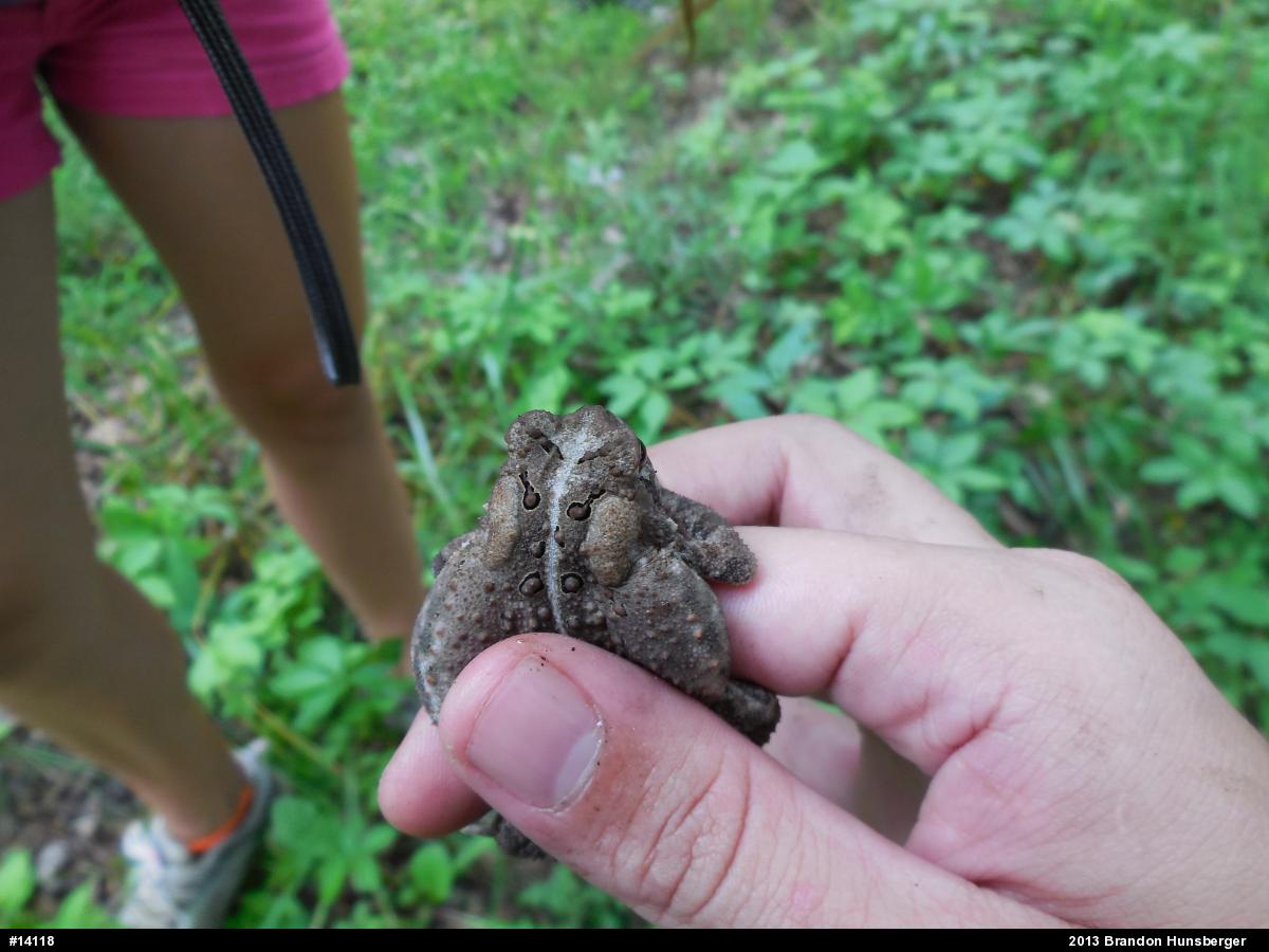 Eastern American Toad