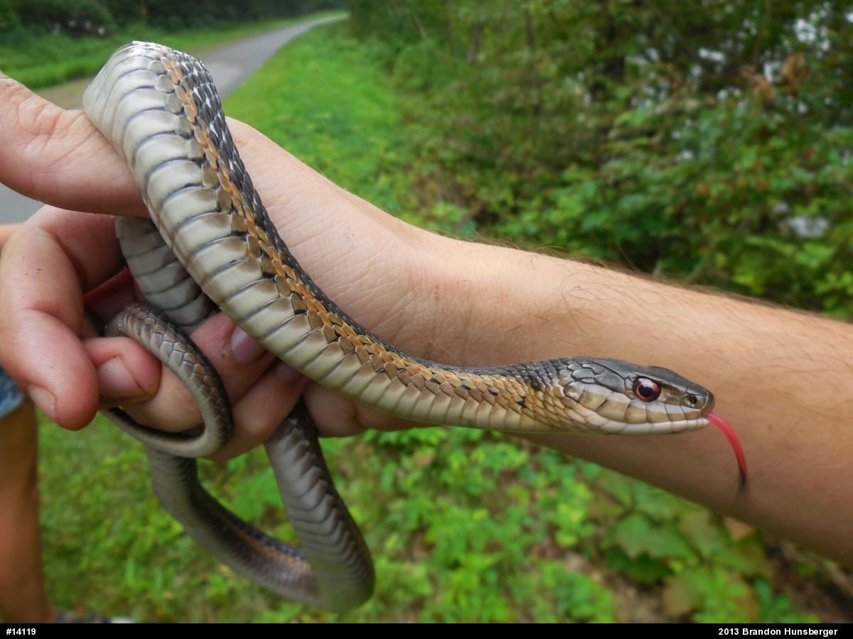 Eastern Gartersnake