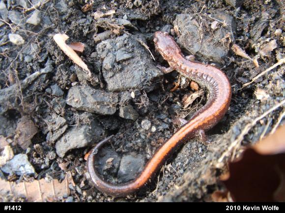 Eastern Red-backed  Salamander