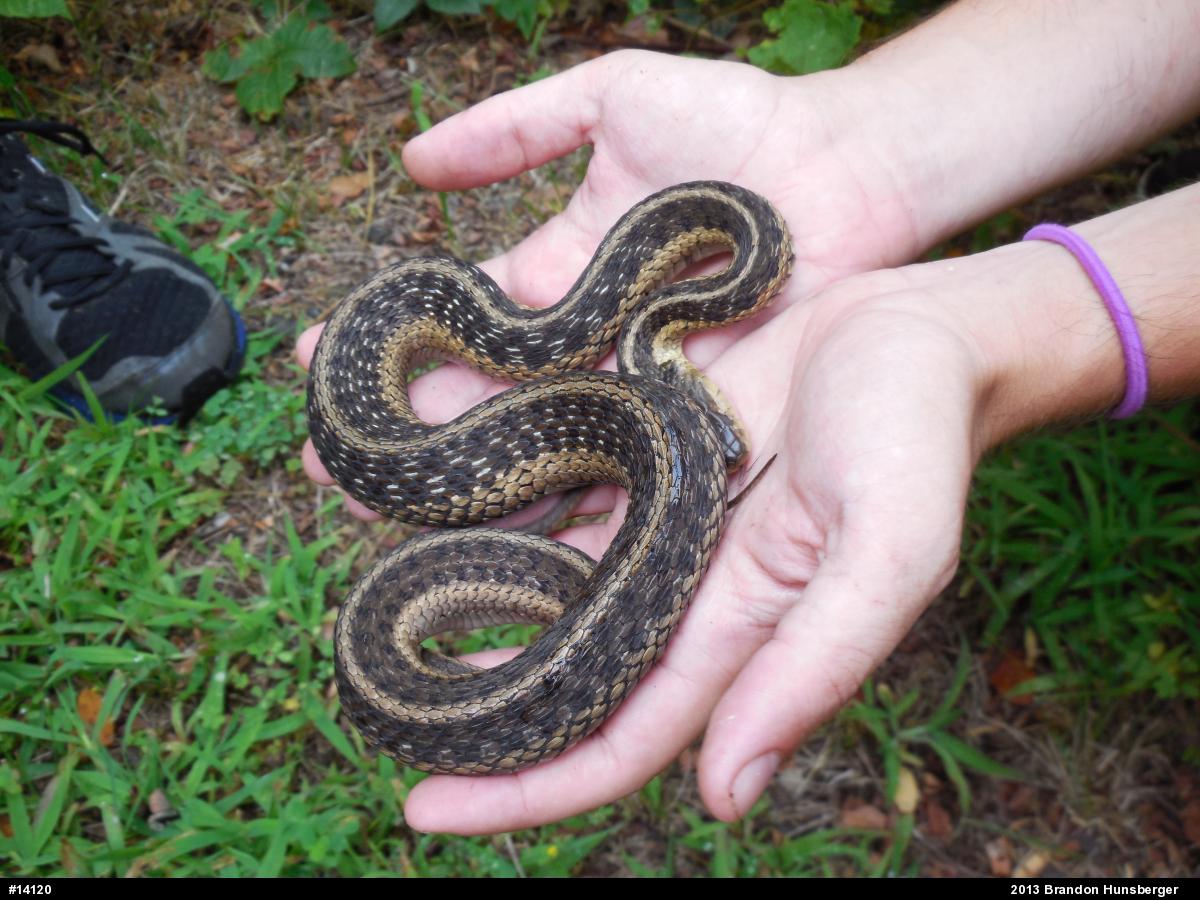 Eastern Gartersnake