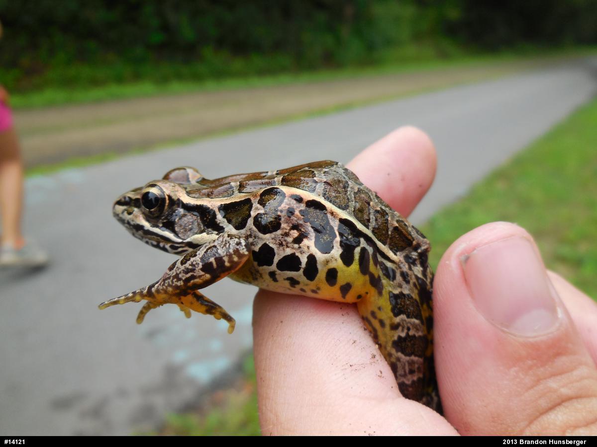 Pickerel Frog