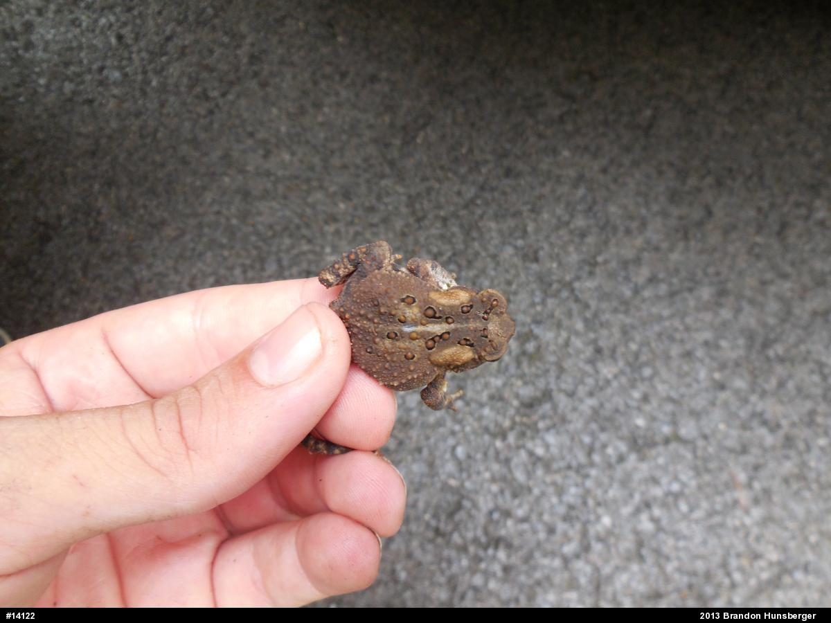 Eastern American Toad