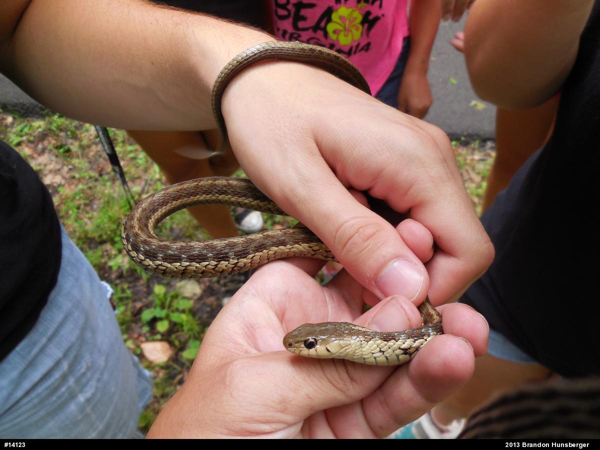 Eastern Gartersnake