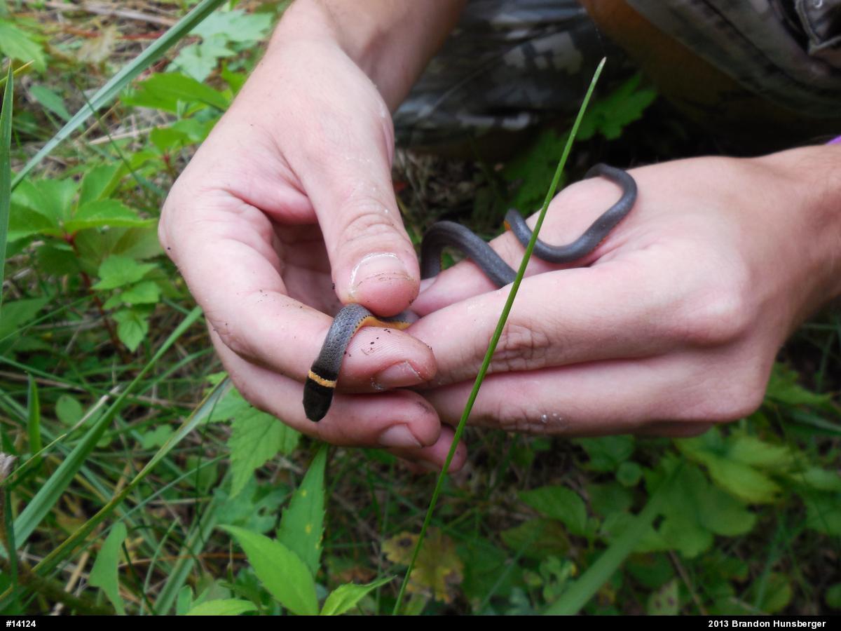 Northern Ring-necked Snake