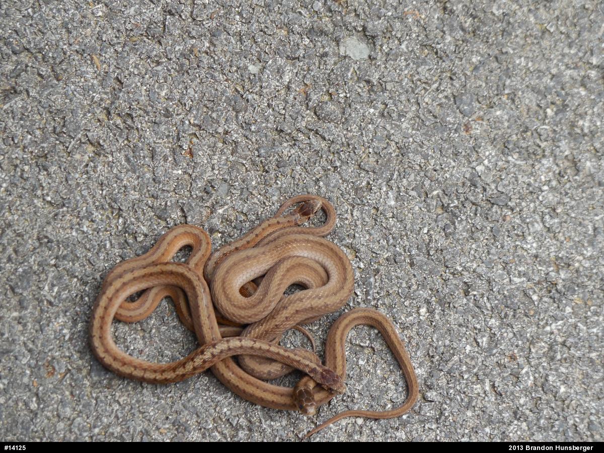 Dekay's Brownsnake