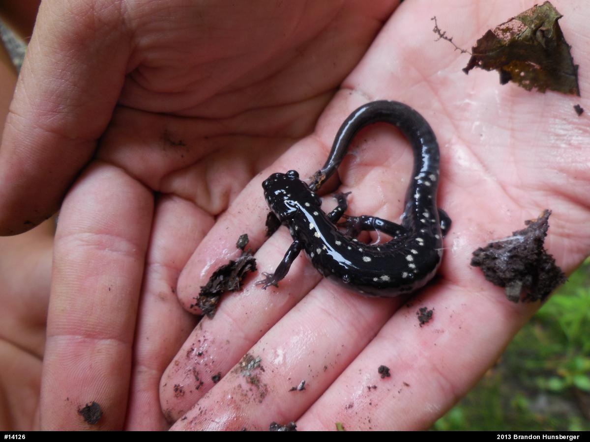 Northern Slimy Salamander
