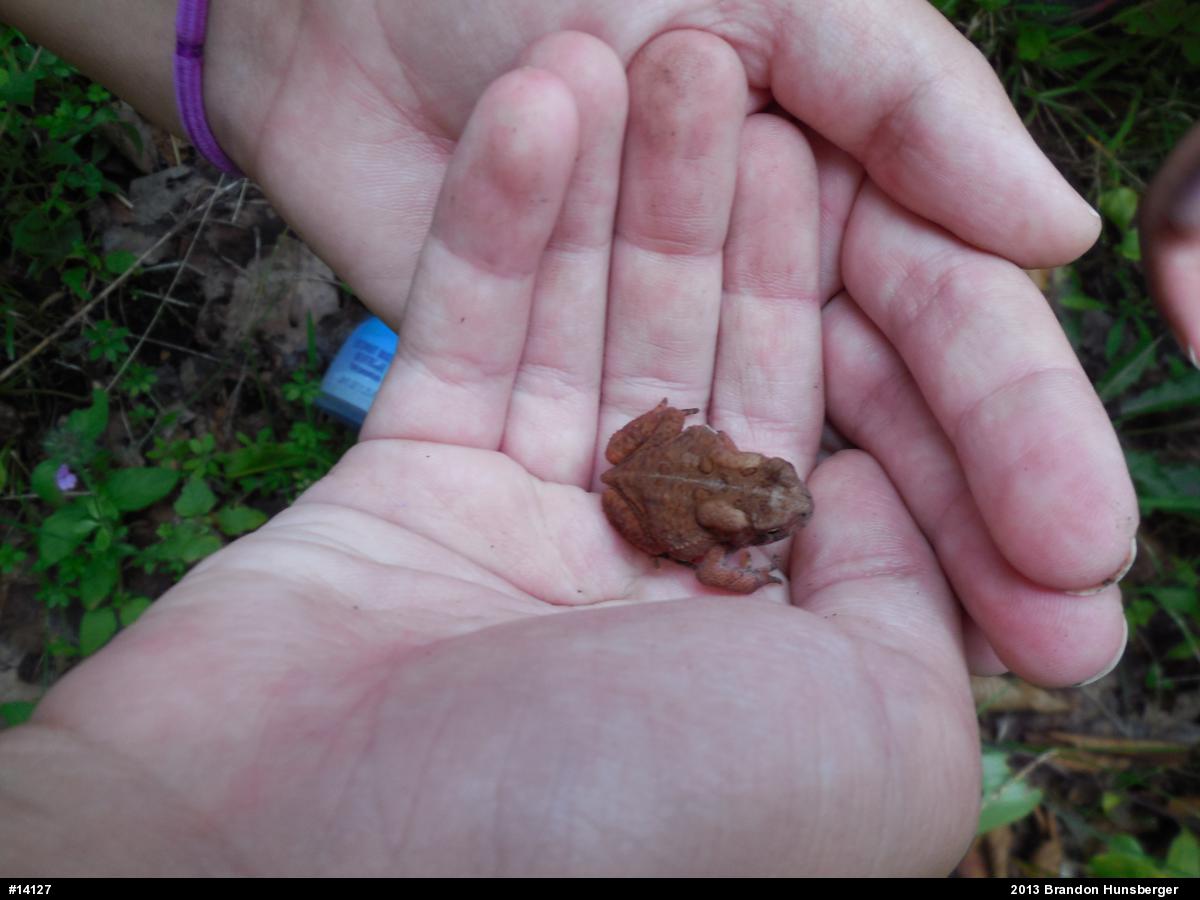 Eastern American Toad