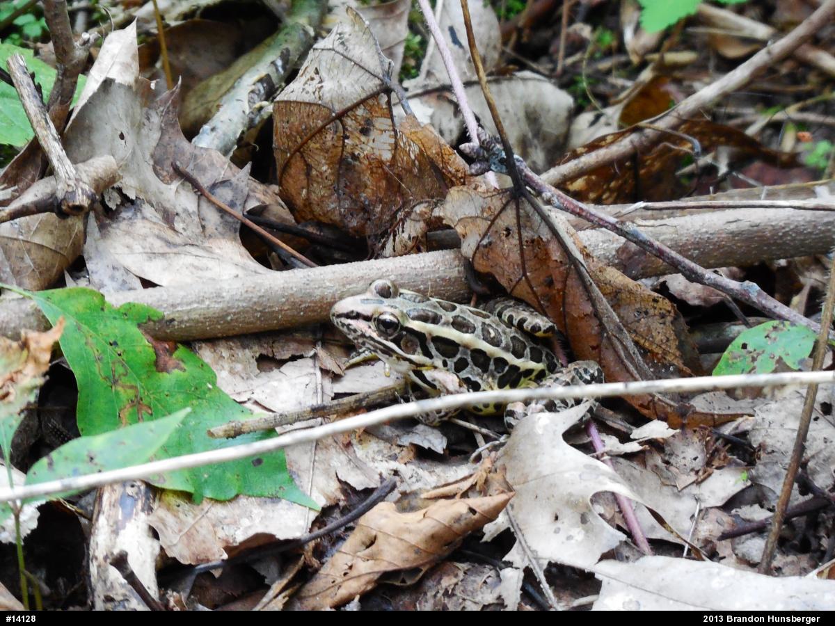 Pickerel Frog