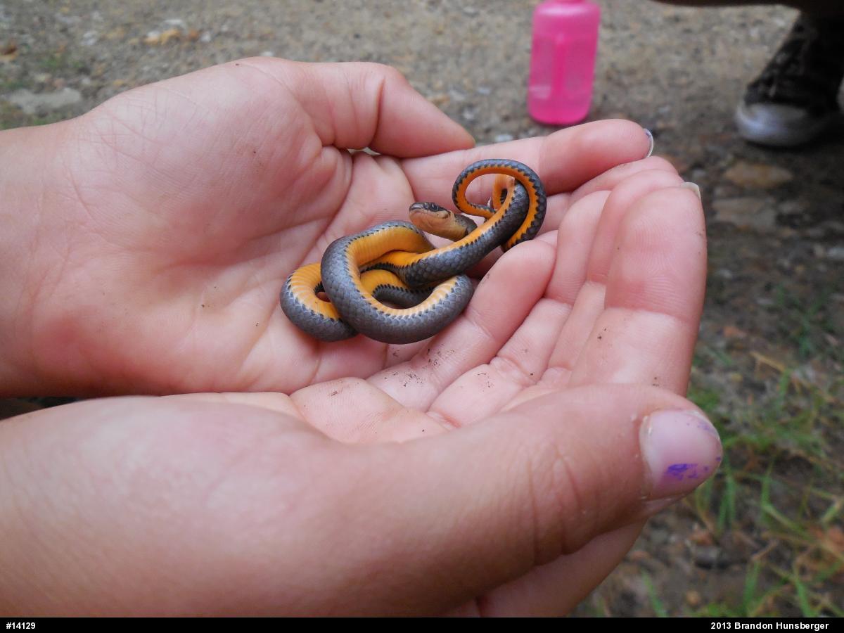 Northern Ring-necked Snake