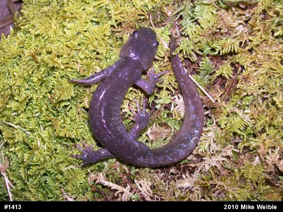Jefferson Salamander
