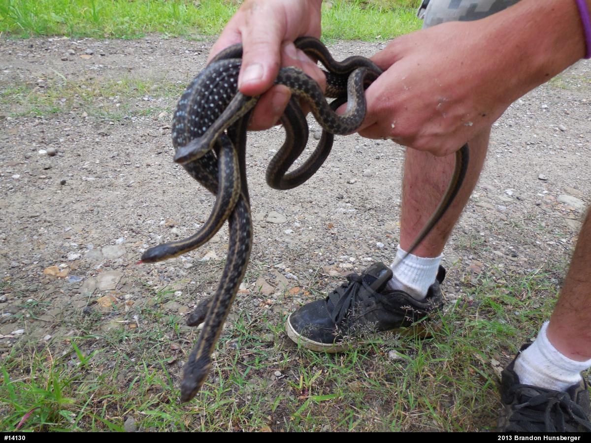 Eastern Gartersnake