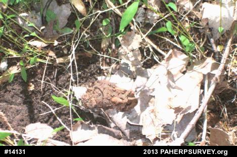 Eastern American Toad