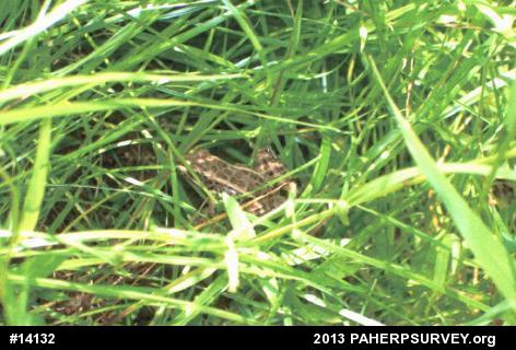 Pickerel Frog