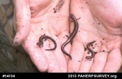 Eastern Red-backed  Salamander