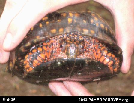 Eastern Box Turtle