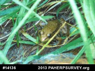 Green Frog