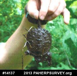 Snapping Turtle