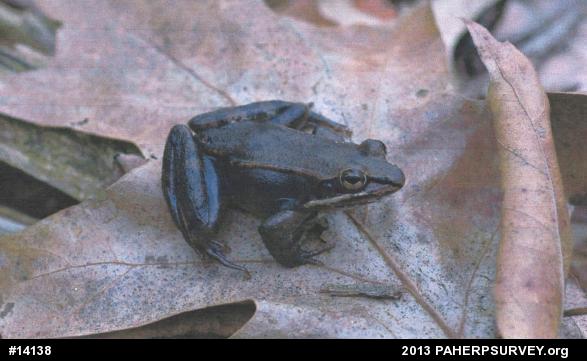 Wood Frog