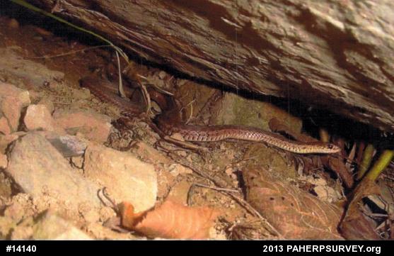 Eastern Gartersnake