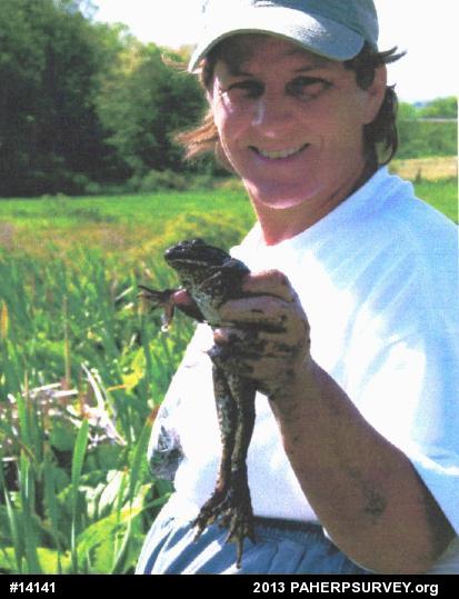 American Bullfrog
