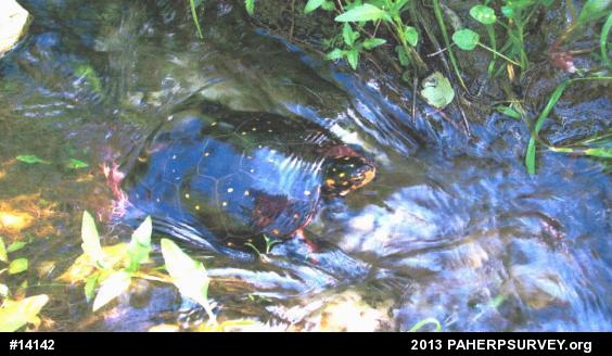 Spotted Turtle
