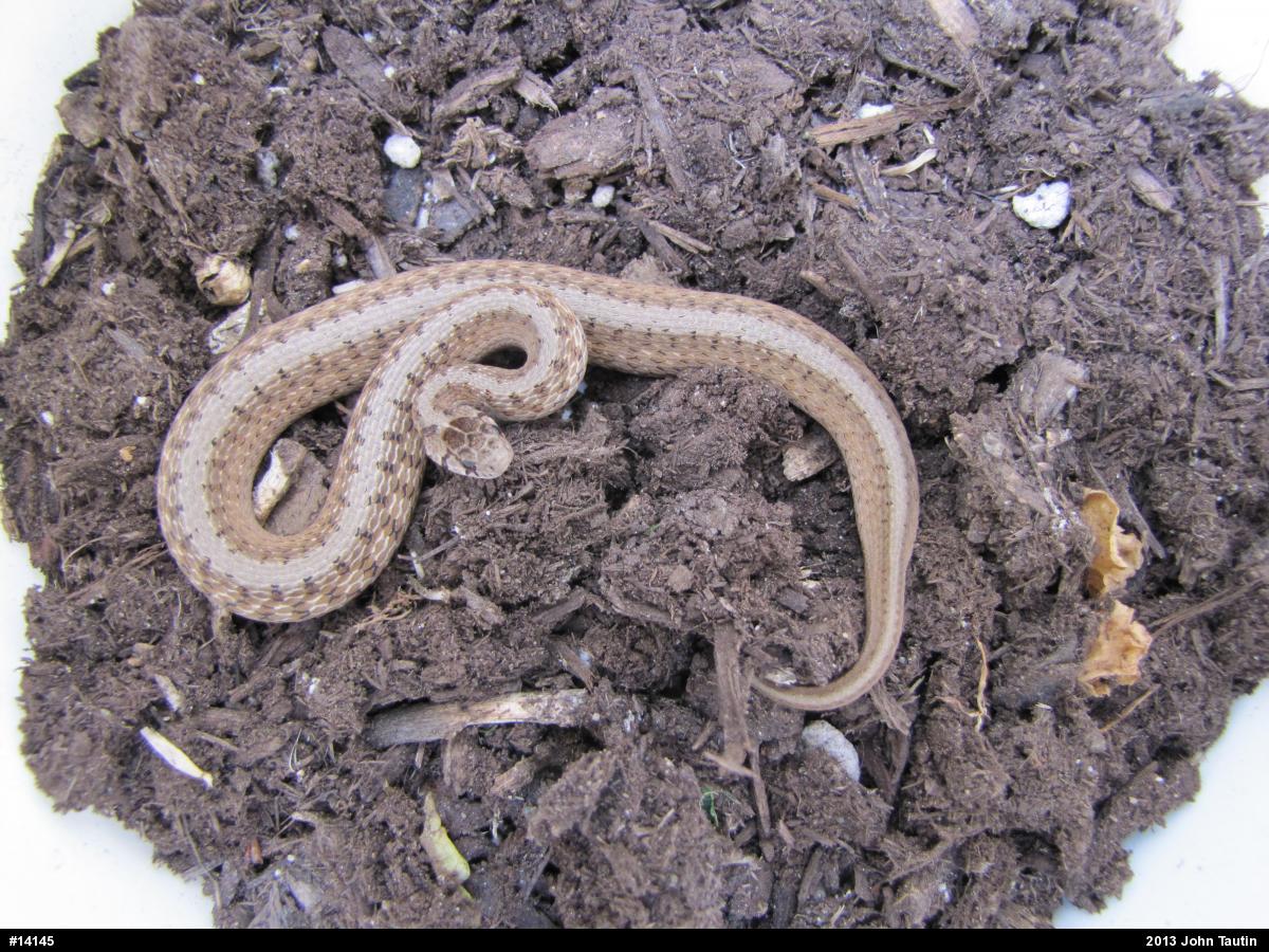 Dekay's Brownsnake
