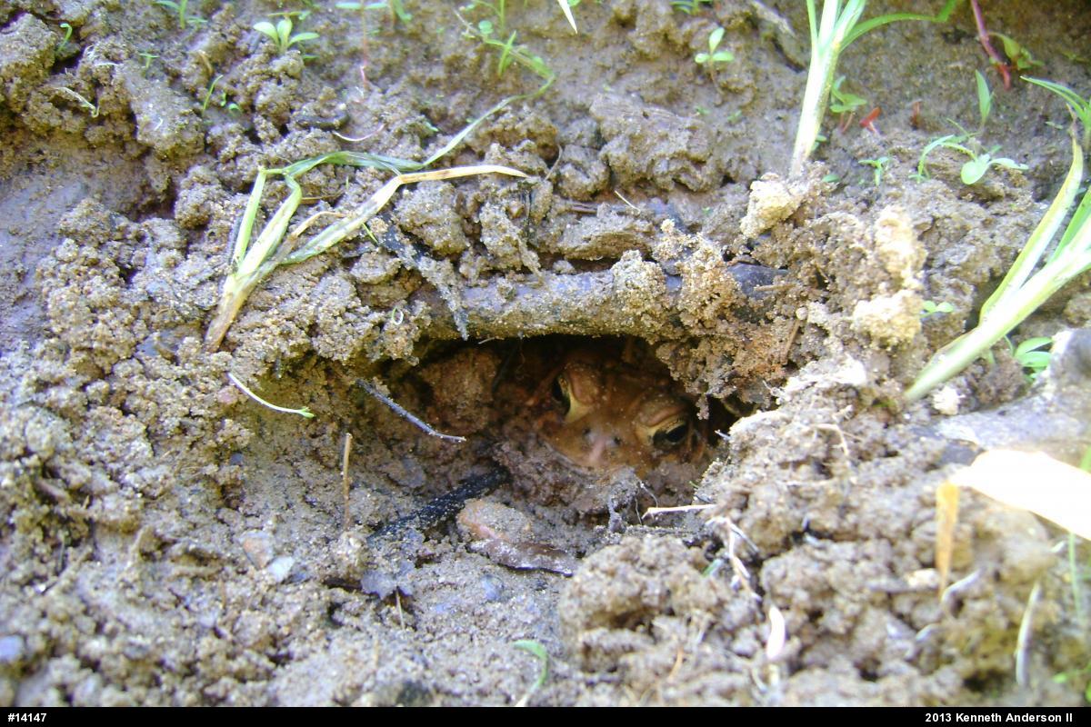 Eastern American Toad