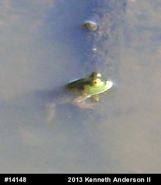 American Bullfrog