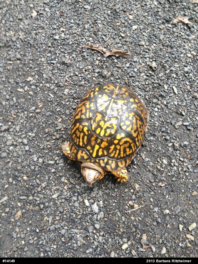 Eastern Box Turtle
