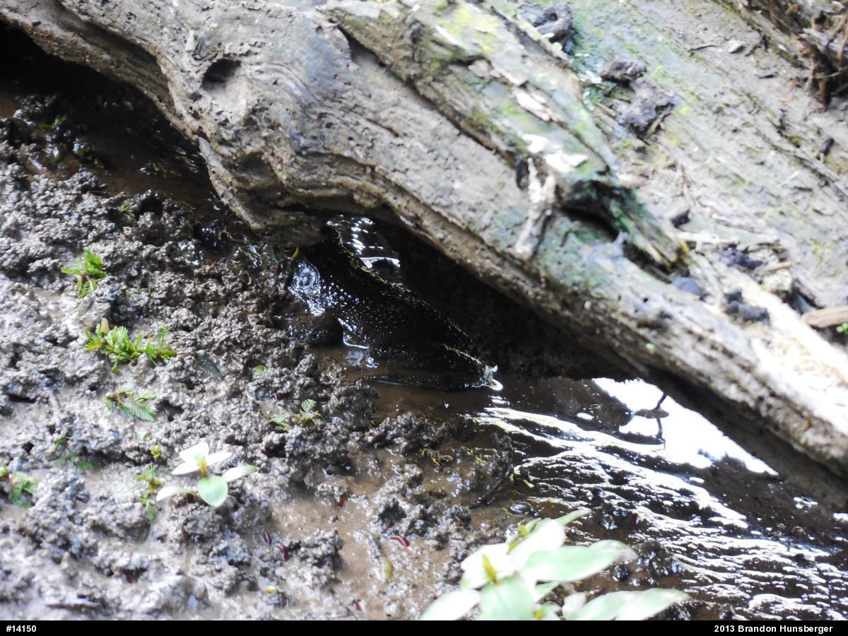 American Bullfrog