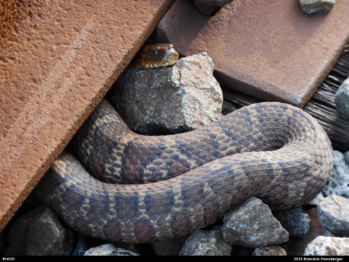 Northern Watersnake