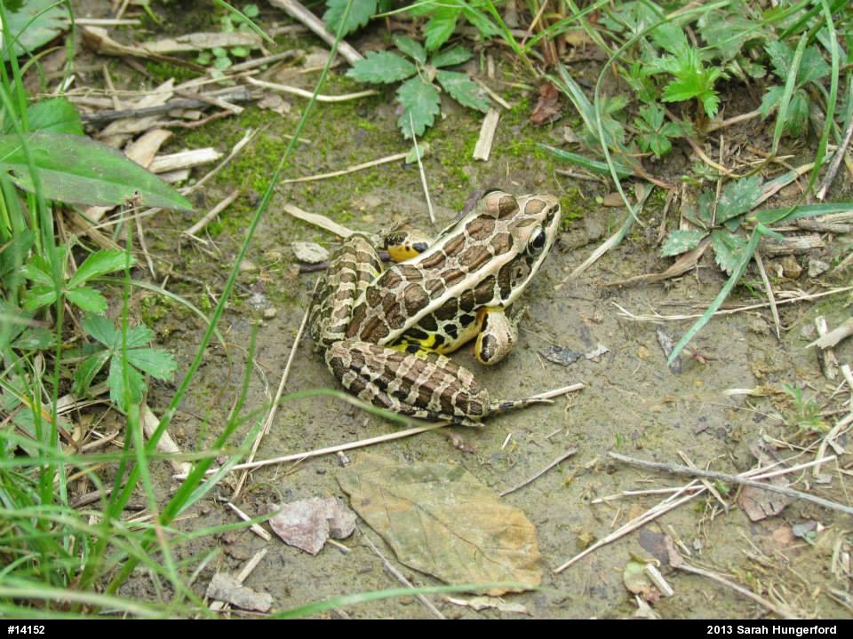 Pickerel Frog