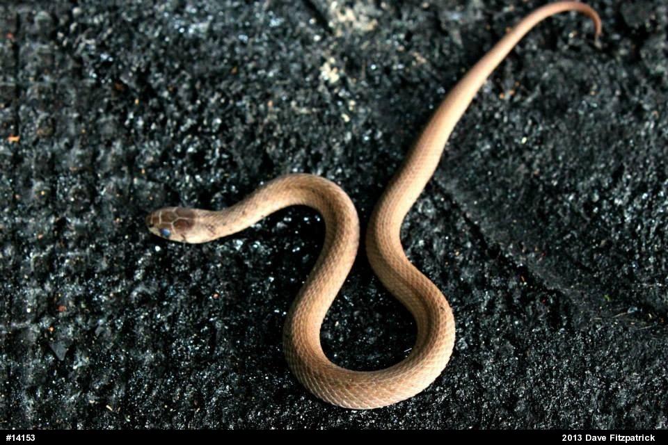 Dekay's Brownsnake