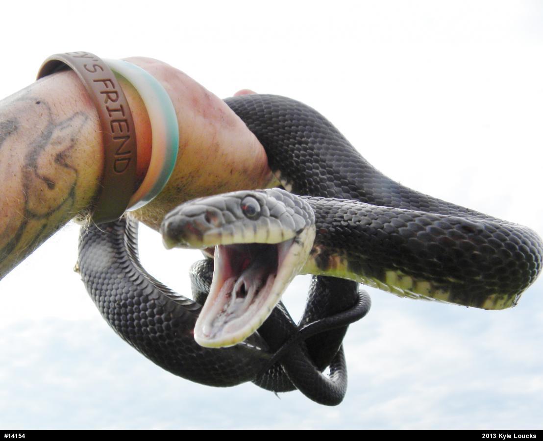Eastern Ratsnake