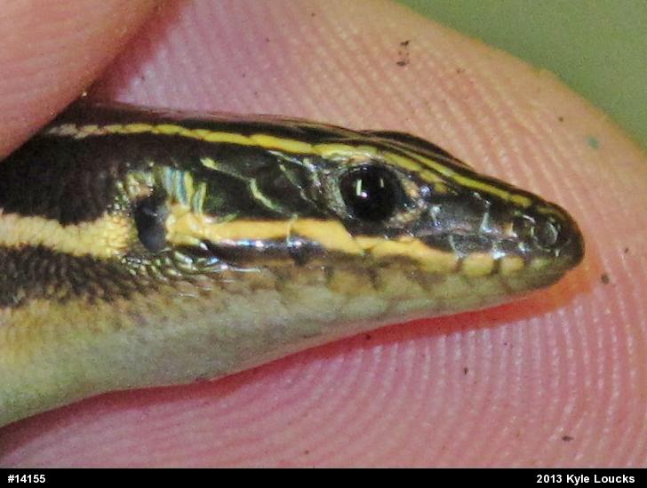 Common Five-lined Skink