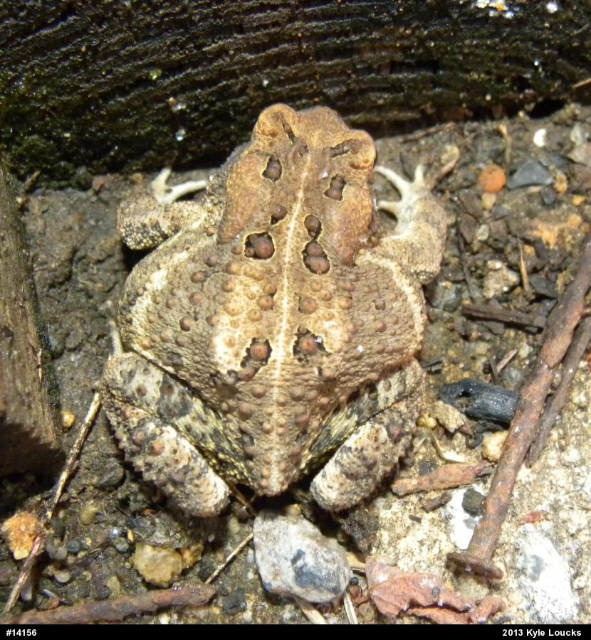 Eastern American Toad