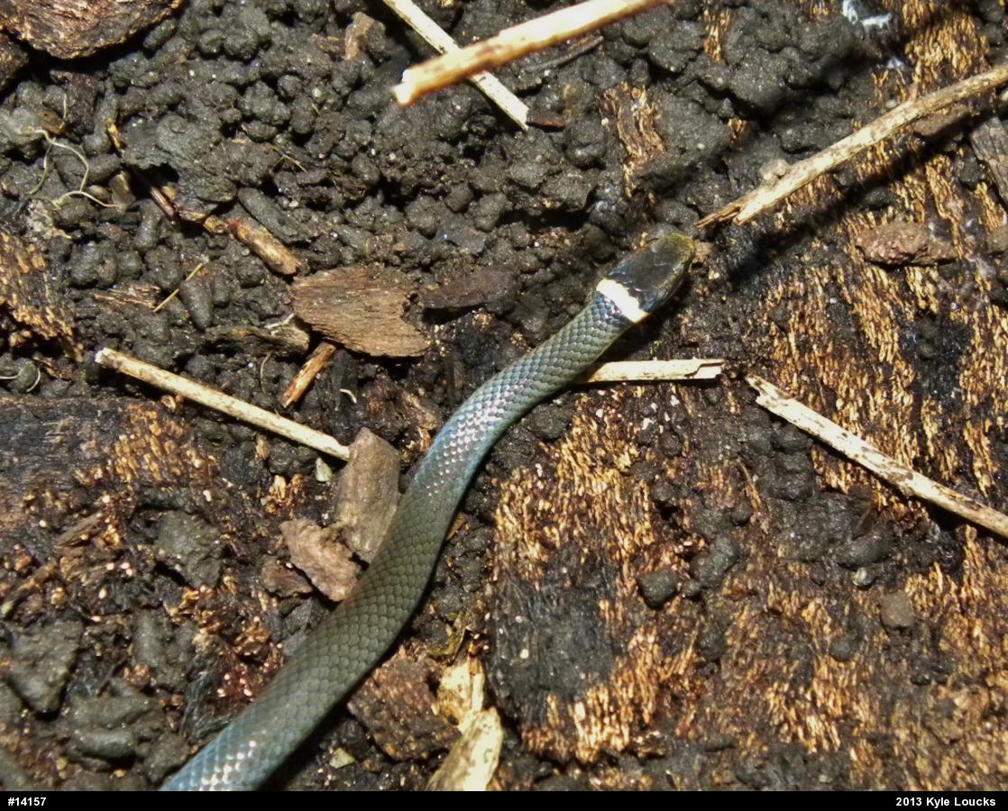 Northern Ring-necked Snake