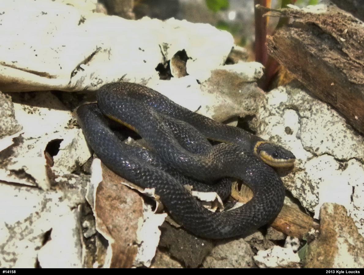 Northern Ring-necked Snake