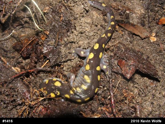Spotted Salamander