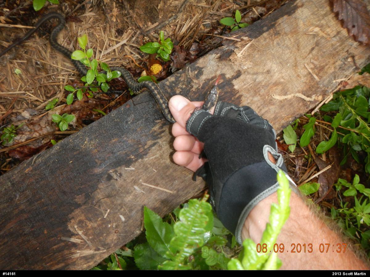 Eastern Gartersnake