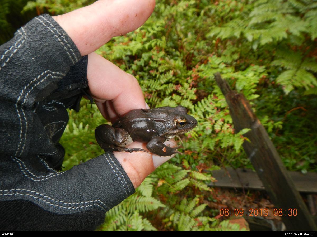 Wood Frog